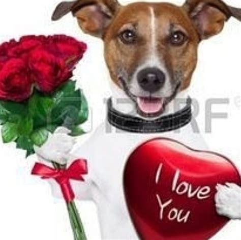 Pin By Pamy On Memes Dog Valentines Dog Stock Photo Puppy Images