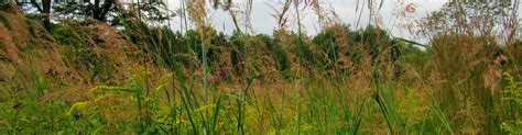 The Wetland: A Unique Ecosystem | Morris Arboretum & Gardens