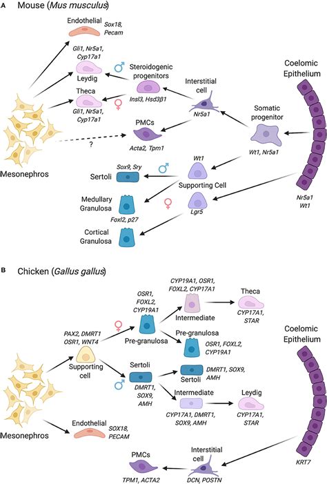 Frontiers Gonadal Sex Differentiation Supporting Versus