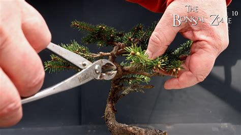 Pruning And Repotting My Birds Nest Spruce Part 1 The Bonsai Zone