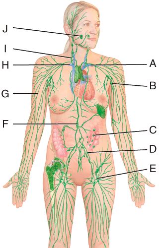 Chapter The Lymphatic System And Immunity Flashcards Quizlet