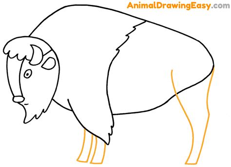 How to Draw a Bison - Animaldrawingeasy.com