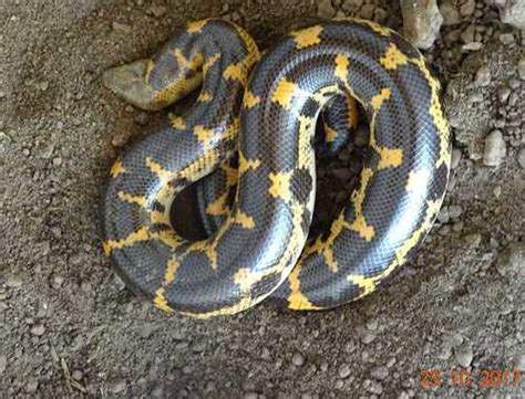 Sahara Sand Boa Snakes Of Niger INaturalist