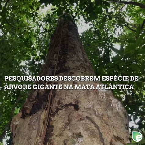 Pesquisadores Descobrem Esp Cie De Rvore Gigante Na Mata Atl Ntica