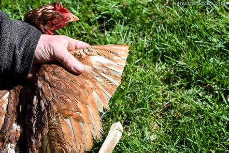 How To Clip Chickens Wings Easy Feather Clipping Homestead Acres