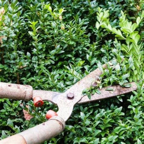 Boxwood Fertilizer The Best Fertilizer For Boxwood Shrubs