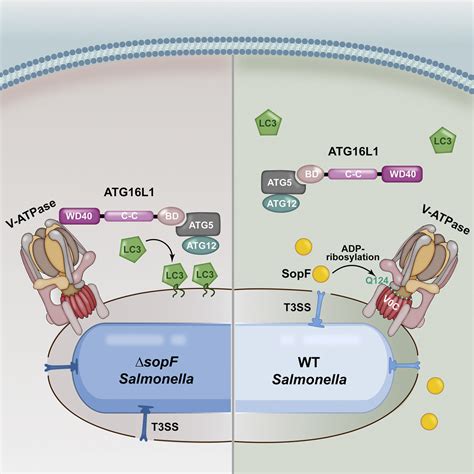 A Bacterial Effector Reveals The V Atpase Atg L Axis That Initiates