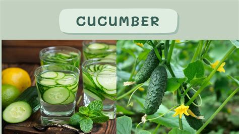 Start Eating A Cucumber A Day See What Happens To Your Body Lose Belly Fat In 5 Days With