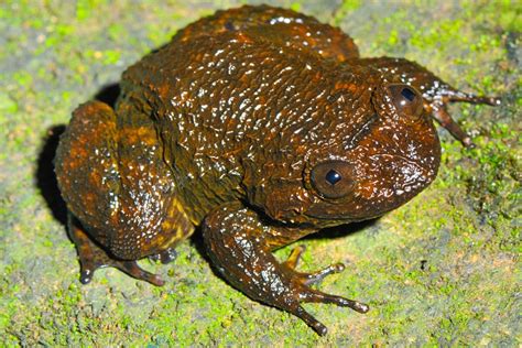 Pictures Meowing Night Frog Other New Species Found