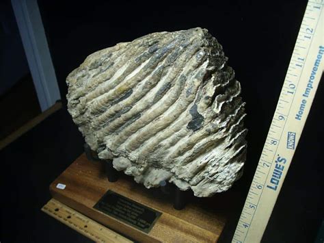 Fossilized Mammoth Molar 080323j The Stones Bones Collection