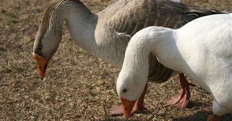 Galerija I Kanađani imaju svojeg Klepetana i Malenu Par gusaka svake