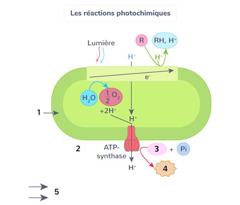 Schématiser les réactions photochimiques de la photosynthèse Tle