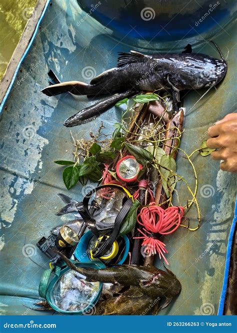 Chasing Down Fish With Traditional Dayak Captured Tools Stock Image