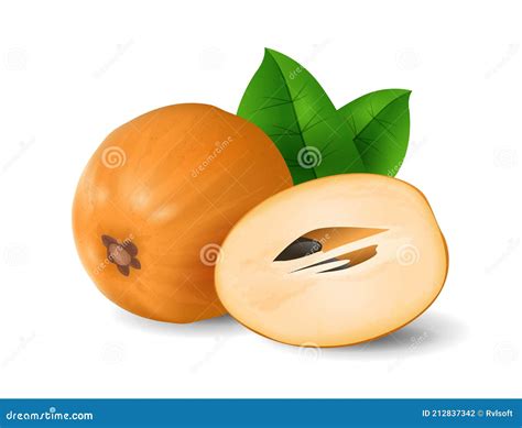 Sapodilla Fruit Doodle Drawings Vector Illustration Manilkara Kauki