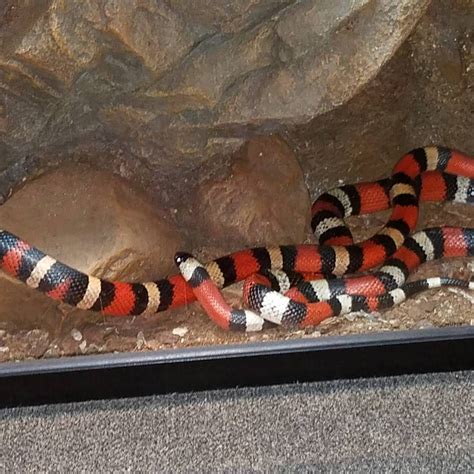 Small Pet Snakes Non Venomous | Pets Animals US