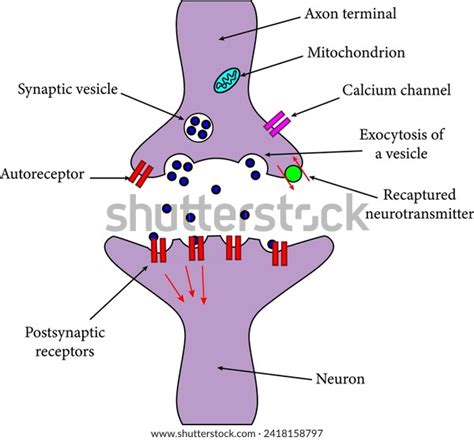 Axon Terminal Transmitting Signal Neuronvector Illustration Stock ...