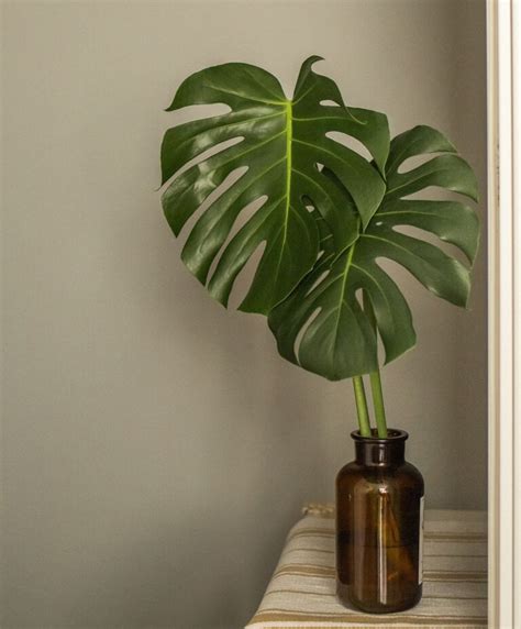 Como Cuidar De Costela De Ad O Monstera Deliciosa Planta Decora