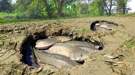 Amazing Fishing A Lots Of Scoop Fish In Mud After Dry Water Found By