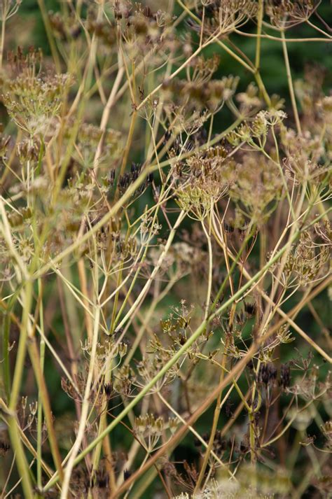 Seeds, Dry Plant, Dill, Wild Herbs Free Stock Photo - Public Domain