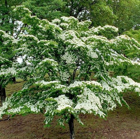 Different Types Of Dogwood Trees And Varieties: A Blooming Guide ...