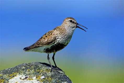 Endangered birds thriving on Scottish grouse moors - Shooting UK