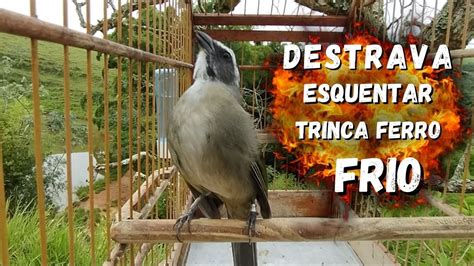 Esquentar Trinca Ferro Frio O Melhor V Deo Para Esquentar Trinca Ferro