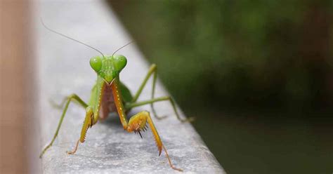 What Happens To Praying Mantis In Winter Insects Authority