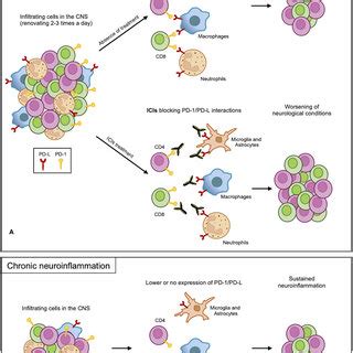 PD 1 PD L Axis In Neuroinflammation A In Acute Neuroinflammation