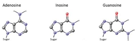 Chemical Structures Of The Adenosine The Inosine And The Guanosine