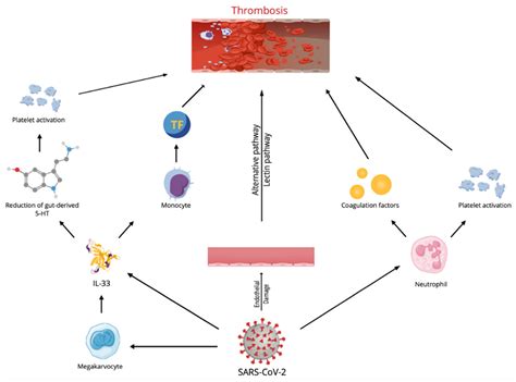 Role Of Il Signalling In Covid Inflammatory Status Encyclopedia