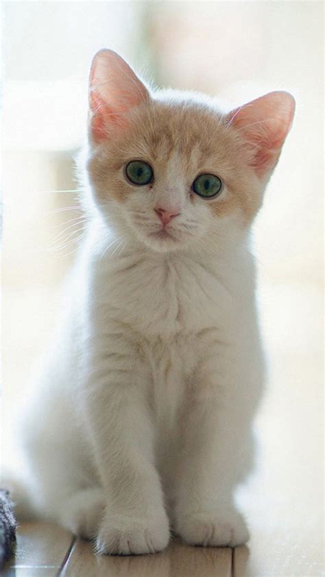 Cat Breeds Tabby White - Pets Lovers