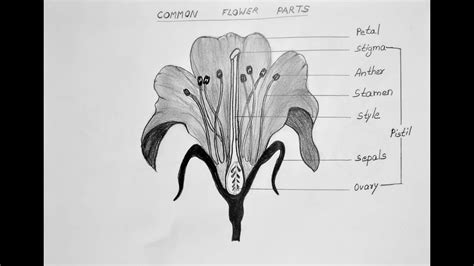 Common Flower Parts Class 11 Biology Diagrams Cbse Youtube