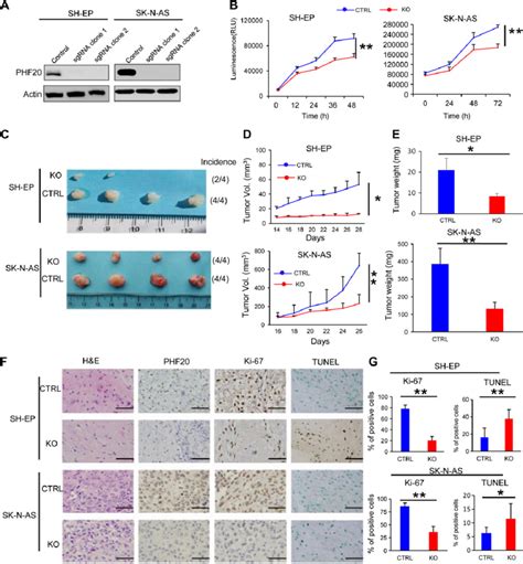 Phf Promotes Proliferation Of Nb Cells In Vitro And In Vivo A