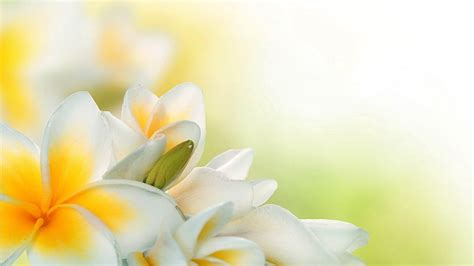 HD wallpaper: Exotic Flowers-Flowers HD widescreen wallpaper, white-and ...