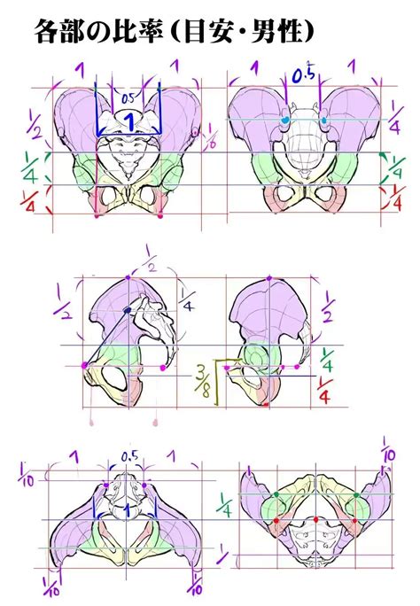 【本子画师推荐】珍藏许久的人体臀部结构教程，对于萌新再合适不过了！ 哔哩哔哩