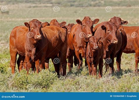 Free Range Cattle On Rural Farm Stock Photo Image Of Bonsmara