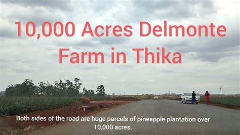 Inside The 10k Acres Delmonte Farm In Thika Pineapple Plantation Youtube