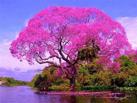 BRAZILIAN TREE NAME ÌPE `ROSA | Nature tree, Flowering trees, Beautiful ...