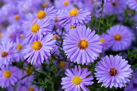 Purple Aster Flowers in a Garden · Free Stock Photo