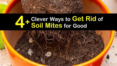 4+ Clever Ways to Get Rid of Soil Mites for Good