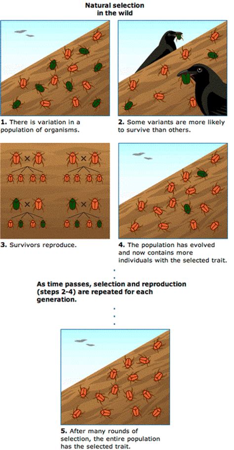 Natural Selection - Mr. Franklin's Science Lab