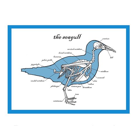 The Seagull Greetings Card Skeleton Art Bird Anatomy Print - Etsy