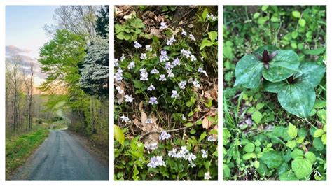 Celebrating The Wildflowers of Appalachia