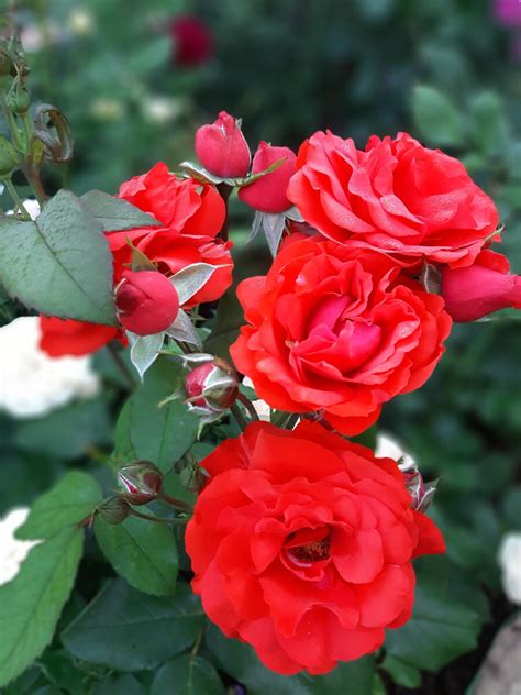 Какие бывают формы цветков роз. Часть 1. Бокаловидная | Майя о розах и ...