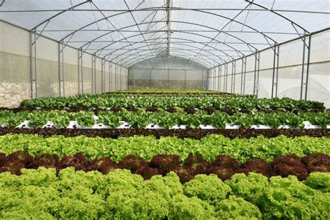 Plants Can Grow Well In Organic Solar Powered Greenhouses