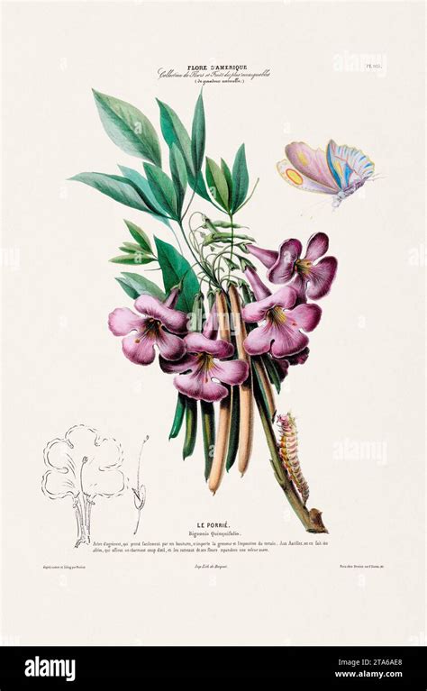 Antique Botanical Illustration Colorful Plants Flowers And Fruits