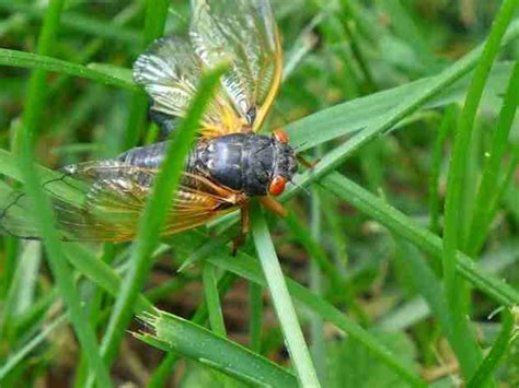 What Do Periodical Cicadas Eat