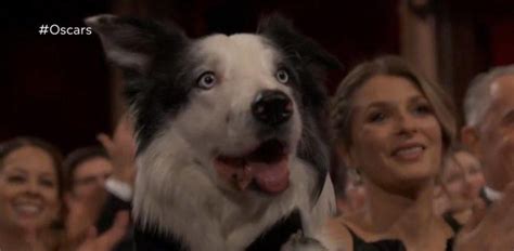 Messi El Talentoso Border Collie De Anatom A De Una Ca Da El Primer