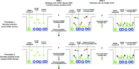 Assay Format Used For Single Cell Antibody Discovery A Two Step Download Scientific Diagram