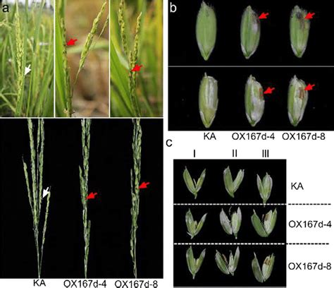 Phenotypic Analysis Of The Spikelets And Flowers In OX167d A The